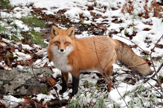 Red Fox stock photos. Fox Image. Picture. Portrait. close-up profile view in the winter season in its environment and habitat with snow background displaying bushy fox tail, fur.