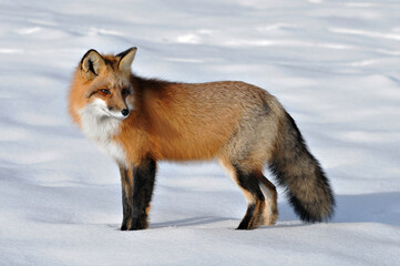 Red Fox stock photos. Close-up profile view in the winter season in its environment and habitat with snow background displaying bushy fox tail, fur. Fox Image. Picture. Portrait