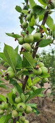 green apples on tree