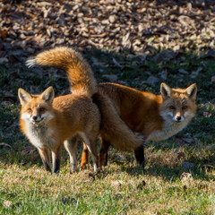 Fox pair with tails on display