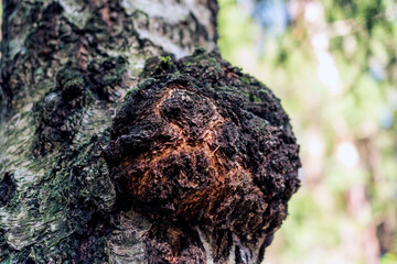 Chaga mushroom on the birch trunk. 