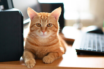 Beautiful young ginger tabby cat well-fed and satisfied sleeps at home working place next to keyboard and monitor screen.