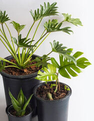 Thaumatophyllum xanadu and Mini monstera in pot 