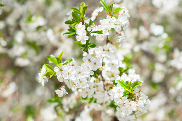 Obraz premium Branch of blossom sakura tree with white and flowers, beauty in nature, beautiful spring nature background