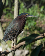 Green Heron  Stock photo. Green Heron perched on a branch displaying green blue feathers plumage, body,with a blur background in its environment and habitat. Image. Picture. Portrait.