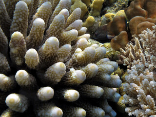 Acropora coral, finger coral in close-up, Red Sea