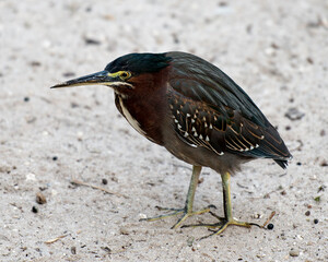 Green Heron stock photos. Green Heron standing on sand displaying green blue feathers plumage, with a blur background in its environment and habitat. Image. Picture. Portrait.