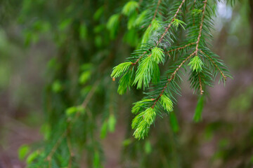 green spruce fir branch offshoot in the forest, spruce fir needles close up view, selective focus