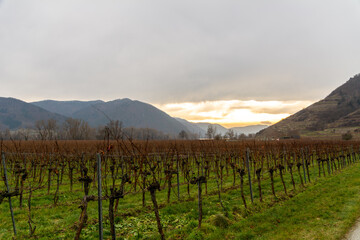 Fototapeta na wymiar Weissenkirchen in the famous Wachau Valley, Austria. A cold Winter with overcast and vineyards in the valley and on the mountain slopes.
