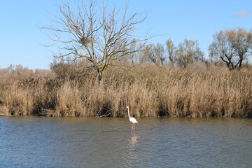 Camargue