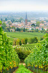 Weinberge, Deidesheim (Pfalz), Deutschland