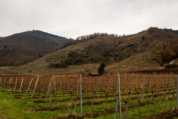 Fototapeta na wymiar Weissenkirchen in the famous Wachau Valley, Austria. A cold Winter with overcast and vineyards in the valley and on the mountain slopes.