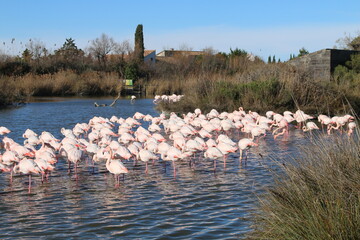 Camargue