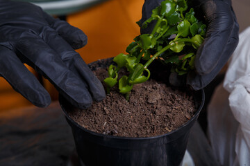 Spring care of home potted flowers. Kalanchoe seedling being replanted.