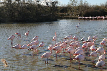 Camargue