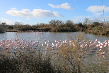 Fototapeta premium Camargue