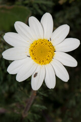 Fototapeta premium Flower of Paris daisy Argyranthemum frutescens. Arrecife. Lanzarote. Canary Islands. Spain.