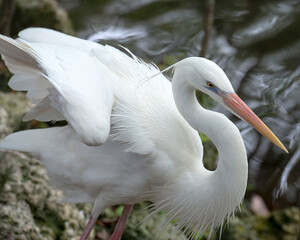 White Heron Stock Photo. Picture. Portrait. Image. White Heron close-up profile view with spread wings with moss rock and blur water background in its environment and habitat. Great White Heron Image.
