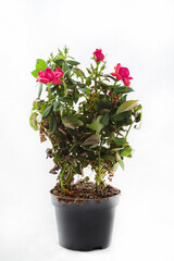 On a white background in a pot of earth grows rose cordana