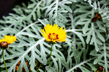 Blumen