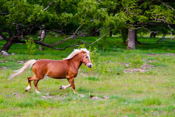 Obraz premium Horse horses trotting walkign running in the farm green forest during sunset sky with clouds swedish country side