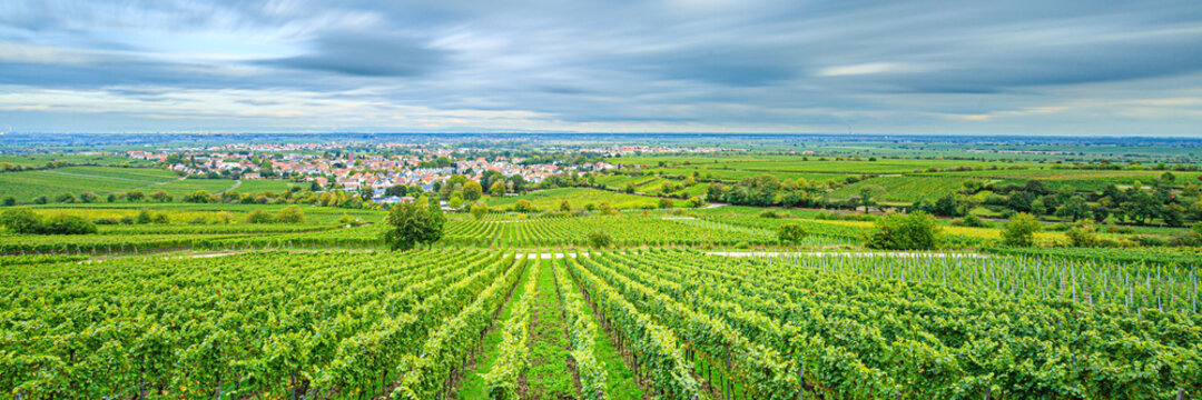 Weinberge, Deidesheim (Pfalz), Deutschland