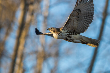 red-tailed hawk (Buteo jamaicensis) in flight