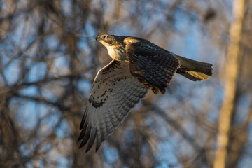 red-tailed hawk (Buteo jamaicensis) in flight
