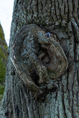 Hollow of a tree in the form of ears, close-up.