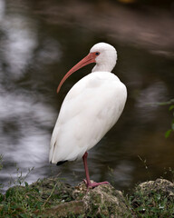 Ibis White Ibis stock photos. White Ibis by the water standing on a rock  in its environment and habitat with a blur water background. Image. Portrait. Picture.