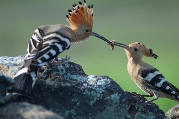 Eurasian hoopoes Upupa epops. Male giving food to the female. Uga. Yaiza. Lanzarote. Canary Islands. Spain. © Víctor