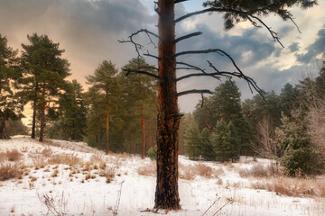 winter forest in Harz mountains