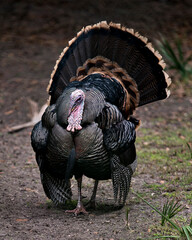 Wild turkey stock photos. Wild turkey close-up profile front view, enjoying its environment and habitat  with fan out tail feathers, head, tail, plumage with a blur background. Christmas Season Photo.