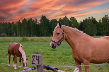 Horse portrait, grazing in lush green summer pasture in the forest during sunset with other horses on background