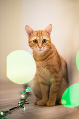 Beautiful young orange tabby cat plays with decor with Christmas lights, holiday home eve decoration