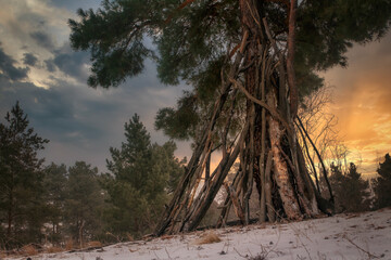 A close up on a small shack or hut made out of branches of coniferous trees with a small observation balcony made out of planks and logs seen in the middle of a dense forest or moor in Poland