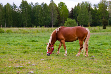 Horse grazing in lush green summer pasture in the forest during sunset, soft colors natural light