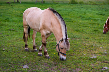 Horse grazing in lush green summer pasture in the forest during sunset, soft colors natural light