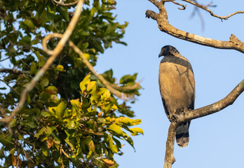 Portrait of Crested Serpent Eagle (Spilornis cheela) perched on tree branch and looking for prey with the yellow eye.
