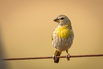 yellow backed shrike