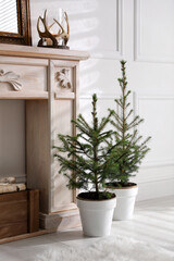 Beautiful room interior with potted fir trees and fireplace