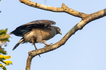 Portrait of Crested Serpent Eagle (Spilornis cheela) perched on tree branch and looking for prey with the yellow eye.
