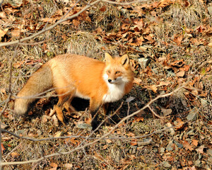 Red Fox stock photos.  Close-up profile view in the forest during the autumn season displaying its body and fluffy and bushy tail and enjoying the sun in its habitat. Fox Image. Picture.  ©  Aline