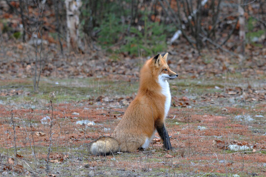 Red Fox stock photos. Red fox animal close-up profile side view in the forest with trees background looking to the right with full body and bushy tail and enjoying its habitat. Fox Image. Picture. 