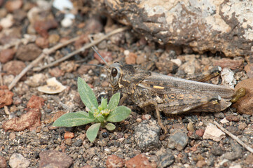 Grasshopper in the municipality of Arrecife. Lanzarote. Canary Islands. Spain.