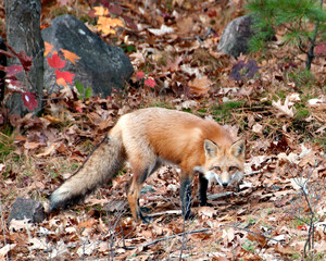 Fox stock photos. Image. Picture. Portrait. Red fox during autumn season. Bushy fox tail.  Looking at camera. Red Fox Stock Photo.