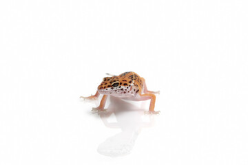 leopard gecko on white background