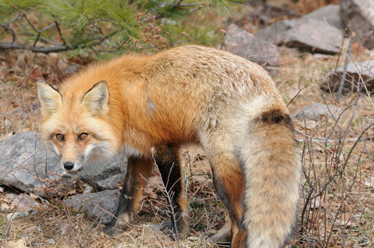 Red Fox stock photos. Red fox close-up profile view in the summer season with pine needles background displaying body and fluffy fox tail  in its environment and habitat. Fox Image. Picture. Portrait.