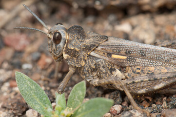 Grasshopper in the municipality of Arrecife. Lanzarote. Canary Islands. Spain.