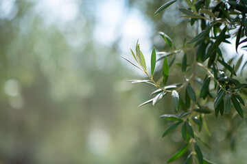 Olive trees garden. Branches with ripe fruits